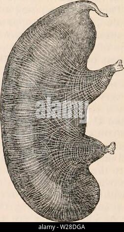 Image d'archive à partir de la page 425 de la cyclopaedia d'anatomie et de