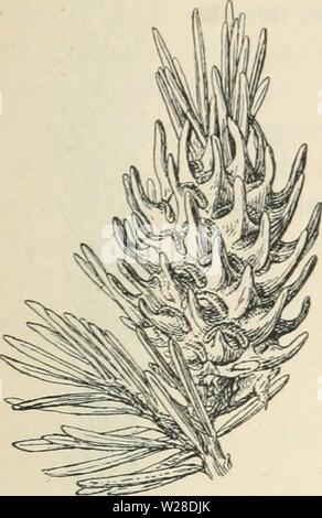 Image d'archive à partir de la page 426 du Dansk forstzoologi (1896) Banque D'Images