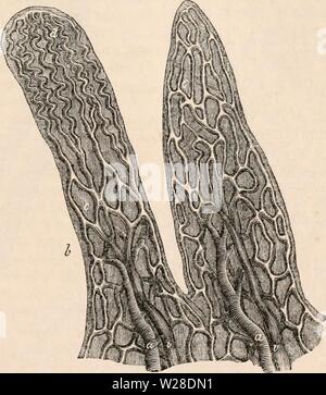 Image d'archive à partir de la page 426 de la cyclopaedia d'anatomie et de Banque D'Images