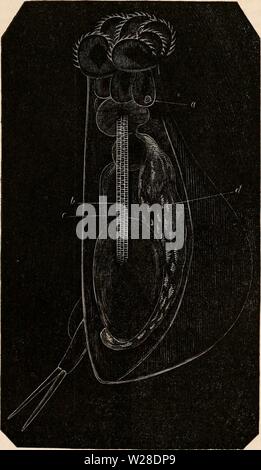 Image d'archive à partir de la page 426 de la cyclopaedia d'anatomie et de Banque D'Images
