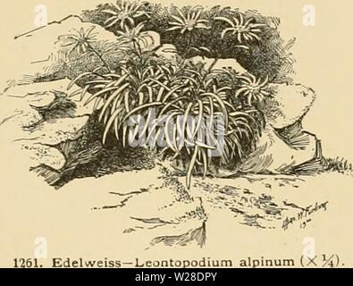 Image d'archive à partir de la page 428 de la Cyclopaedia of American horticulture Banque D'Images