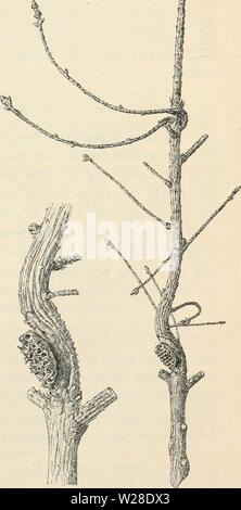 Image d'archive à partir de la page 428 de Dansk forstzoologi (1896) Banque D'Images