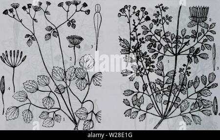 Image d'archive à partir de la page 429 de da wu zhi shan bie. da shan Wu Zhi Zhi bie dabieshanzhiwuzh00zixi Année : 2006. Banque D'Images