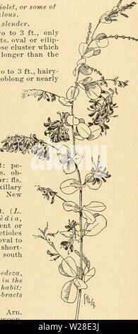 Image d'archive à partir de la page 430 de la Cyclopaedia of American horticulture Banque D'Images