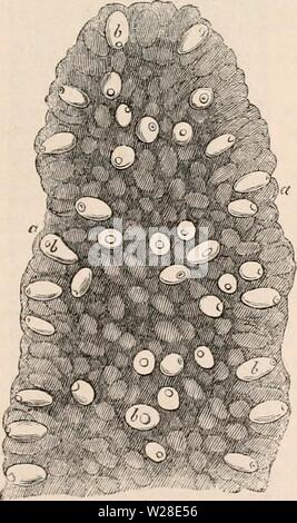 Image d'archive à partir de la page 430 de la cyclopaedia d'anatomie et de Banque D'Images