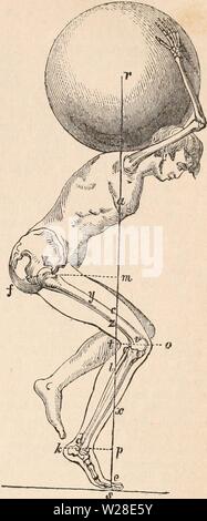 Image d'archive à partir de la page 430 de la cyclopaedia d'anatomie et de Banque D'Images