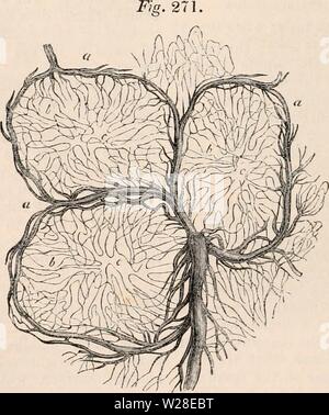 Image d'archive à partir de la page 433 de la cyclopaedia d'anatomie et de Banque D'Images