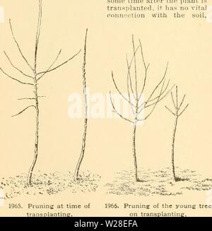 Image d'archive à partir de la page 435 de Cyclopedia of American horticulture Banque D'Images