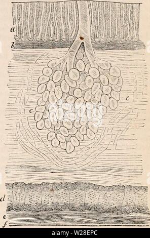 Image d'archive à partir de la page 436 de la cyclopaedia d'anatomie et de Banque D'Images