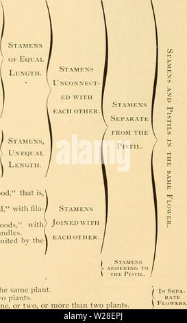 Image d'archive à partir de la page 437 de Cyclopedia de floriculture pratique (1884). Cyclopedia de floriculture pratique cyclopediaofprac00tourner Année : 1884 CVLTlVATloy AXD ANALYSE DES PLANTES. RTIFICIVL LIITJS SYSTÈME DE. Le vstem LiiiniPus s de (i707-1778), composé de classes, twcntv tbur l'une de l'autre} b certaines particularités extérieures, concernant les étamines et pistils, qui ont été par exJDressed grec équivalent des mots composés, et est donc appelé artificiel. Bien que remplacée par les systèmes naturels des botanistes plus récentes, il possède encore de l'intérêt et de la valeur, autant de Banque D'Images