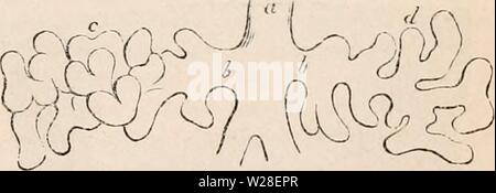 Image d'archive à partir de la page 436 de la cyclopaedia d'anatomie et de Banque D'Images