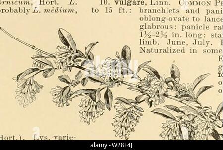 Image d'archive à partir de la page 442 de la Cyclopaedia of American horticulture