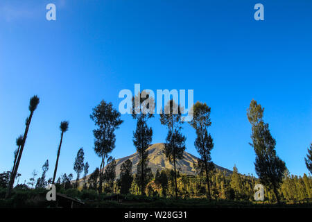 Belle vue sur le Mt. Sindoro vu parmi les arbres Banque D'Images