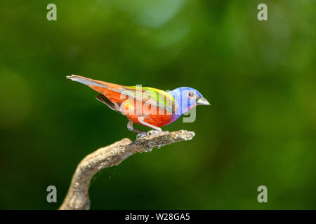 - Passerina ciris Painted bunting - perché sur branche. Profil complet. Banque D'Images