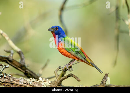 - Passerina ciris Painted bunting - perché sur branche. Profil complet. Banque D'Images