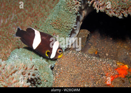 Poisson Clown Amphiprion polymnus Saddleback, adultes, gardant les œufs pondus sur un rocher à côté de leur Haddon Anémone de mer. Tulamben, Bali, Indonésie. La mer de Bali Banque D'Images