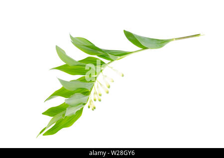 Polygonatum officinale branche avec des fleurs blanches et des feuilles vertes. Banque D'Images