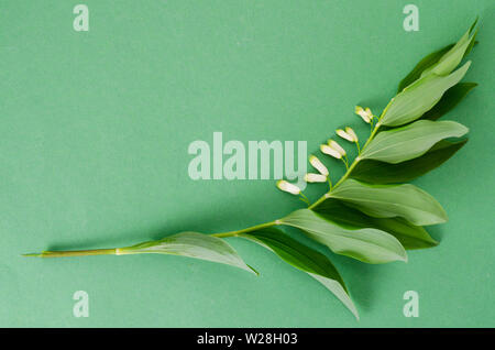 Polygonatum officinale branche avec des fleurs blanches et des feuilles vertes. Banque D'Images