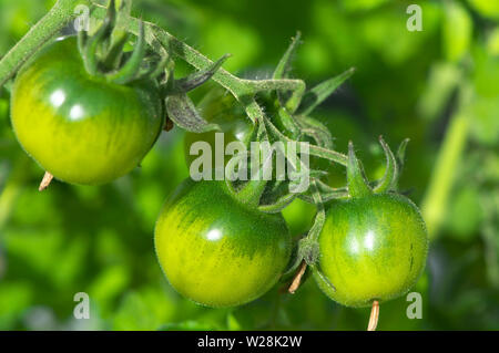 Petites tomates vertes non mûres, de plus en plus sur la vigne. Banque D'Images