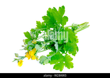 Genre de plantes dicotylédone chélidoine (Chelidonium) isolé sur fond blanc Banque D'Images