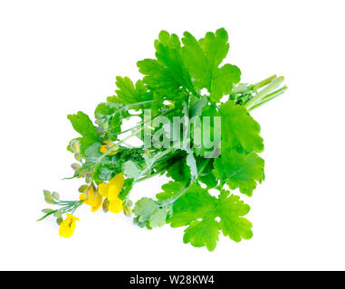 Genre de plantes dicotylédone chélidoine (Chelidonium) isolé sur fond blanc Banque D'Images