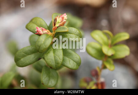 Boutons de Vaccinium vitis-idaea, l'airelle rouge. Banque D'Images