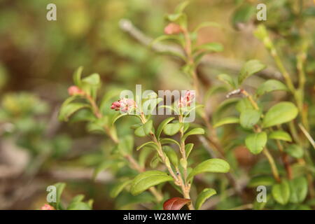 Boutons de Vaccinium vitis-idaea, l'airelle rouge. Banque D'Images