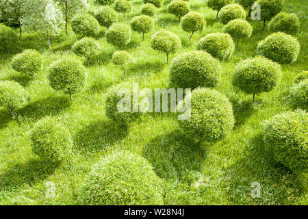 Vue de dessus de beaux arbres poussant dans l'été vert parc. drone photo Banque D'Images