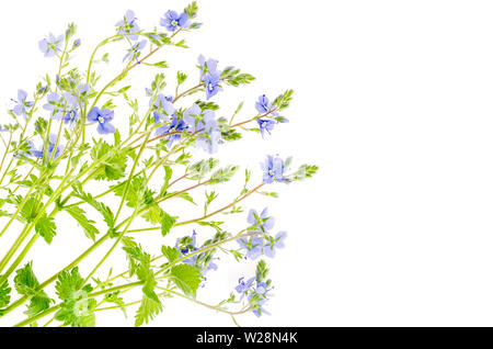 Veronica bleu fleur isolé sur fond blanc Banque D'Images