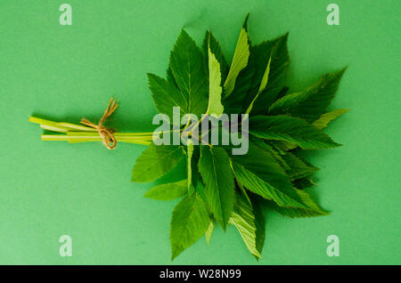 Les jeunes feuilles vertes d'Aegopodium podagraria. Photo Banque D'Images