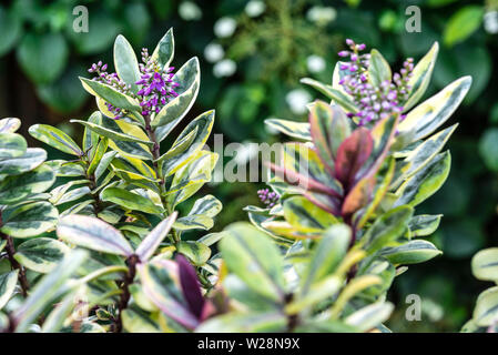 Hebe tricolore, la floraison, au début de l'été avec feuillage panaché. Banque D'Images