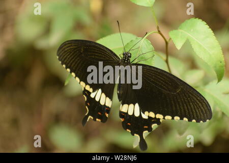 Belle Mormon papilio polytes commun (papillon). Banque D'Images