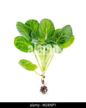 Les jeunes pousses de chou vert, avec racine, isolé sur fond blanc. Banque D'Images