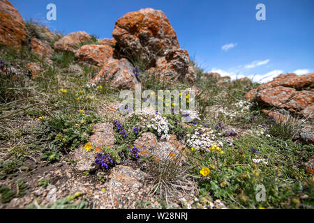 Fleurs de montagne dans l'herbe entre les pierres couvertes de lichen close-up. Banque D'Images