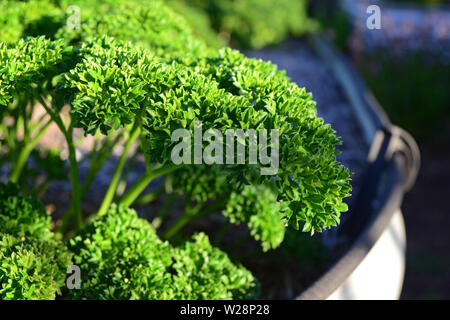 Persil frais jardin vert en Banque D'Images