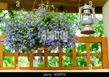 Lobelia bleu en pots suspendus. Studio Photo Banque D'Images