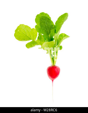 Un radis rouges frais avec des feuilles vertes isolé sur fond blanc. Banque D'Images