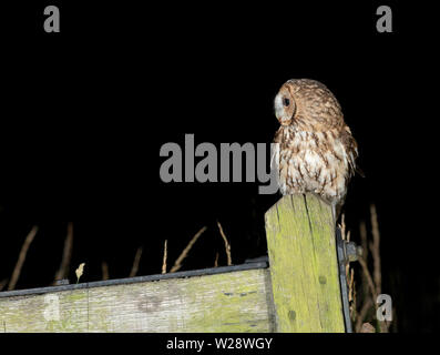 La Chouette hulotte (Strix Aluco enr) perché sur porte en bois poster, Lincolnshire Banque D'Images