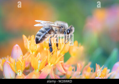 - L'abeille Apis mellifera - pollinise - Asclepias tuberosa Asclépiade Banque D'Images