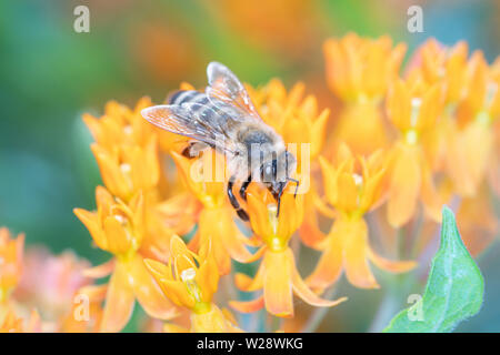 - L'abeille Apis mellifera - pollinise - Asclepias tuberosa Asclépiade Banque D'Images