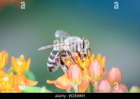 - L'abeille Apis mellifera - pollinise - Asclepias tuberosa Asclépiade Banque D'Images