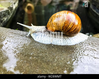 Escargot ramper sur mer pierre. Studio Photo Banque D'Images