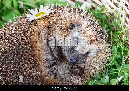 Hérisson forestière sur fond d'herbe verte. Close-up. Hérisson avec une fleur de camomille. Focus sélectif. Banque D'Images