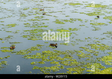 Canards sur un lac. Vue du pont qui traverse le lac avec beaucoup d'Oso Flaco vue et descente des chances.Oso Flaco Lake zone naturelle de Oce Banque D'Images