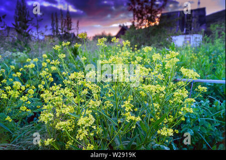 Floraison jaune Celandines Chelidonium majus ou sur une ferme au coucher du soleil d'été orageux colorés. Banque D'Images