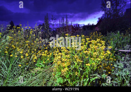 Floraison jaune Celandines Chelidonium majus ou sur une ferme au coucher du soleil d'été orageux colorés. Banque D'Images