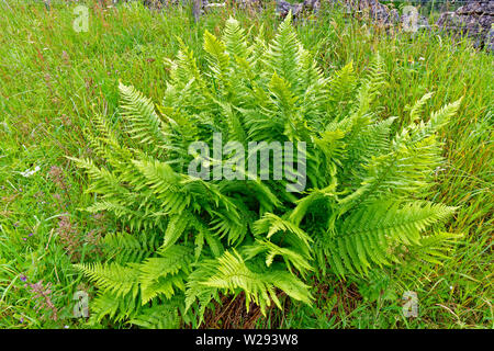 SPEYSIDE WAY ECOSSE SCALY Fougère mâle Dryopteris affinis au début de l'été Banque D'Images