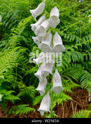 SPEYSIDE WAY ECOSSE les fleurs blanches de la digitale pourpre Digitalis purpurea EN PROFUSION CROISSANTE Au début de l'été Banque D'Images