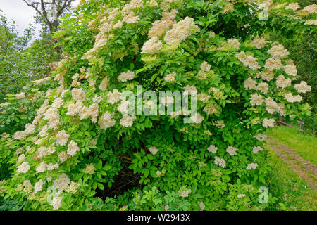 SPEYSIDE WAY ECOSSE FLEURS BLANCHES EN ABONDANCE SUR BUSH AÎNÉ Sambucus nigra au début de l'été Banque D'Images