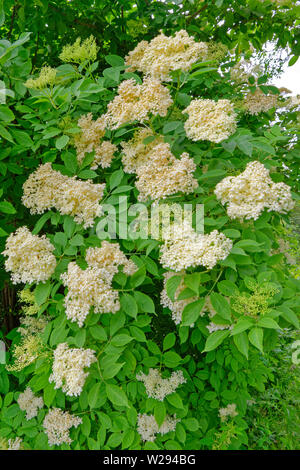 SPEYSIDE WAY ECOSSE FLEURS BLANCHES SUR UN AÎNÉ BUSH Sambucus nigra au début de l'été Banque D'Images